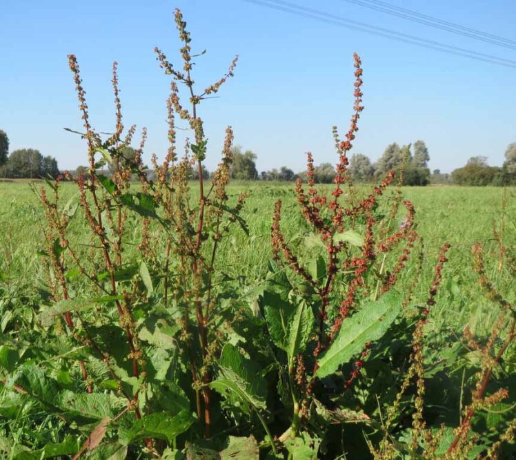 بذر ترشک مواج